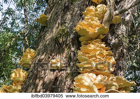Stock Photography - "Sulphur Polypore, or Sulphur Shelf (Laetiporus sulphureus) growing on a tree, Wurzburg, Bavaria, Germany, Europe". Fotosearch