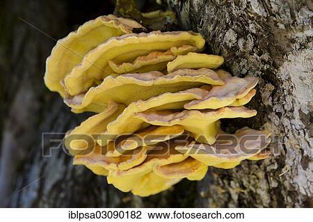 "Sulphur Polypore, Sulphur Shelf or Chicken of the Woods (Laetiporus sulphureus), North Tyrol, Austria, Europe" View Large Photo Image Stock Image - "Sulphur Polypore, Sulphur Shelf or Chicken of the Woods (Laetiporus sulphureus), North Tyrol, Austria, Europe". Fotosearch