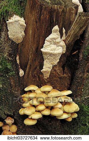 "Sulphur Tuft (Hypholoma fasciculare) and Spongy Toothed Polypore (Spongipellis pachyodon), Gelderland, The Netherlands, Europe" View Large Photo Image Picture - "Sulphur Tuft (Hypholoma fasciculare) and Spongy Toothed Polypore (Spongipellis pachyodon), Gelderland, The Netherlands, Europe". Fotosearch