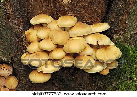 "Sulphur Tuft or Clustered Woodlover (Hypholoma fasciculare), Gelderland, The Netherlands, Europe" View Large Photo Image Stock Image - "Sulphur Tuft or Clustered Woodlover (Hypholoma fasciculare), Gelderland, The Netherlands, Europe". Fotosearch