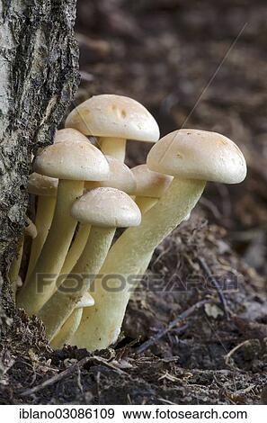 "Sulphur tuft, sulfur tuft or clustered woodlover (Hypholoma fasciculare), Burgenland, Austria, Europe" View Large Photo Image Stock Photo - "Sulphur tuft, sulfur tuft or clustered woodlover (Hypholoma fasciculare), Burgenland, Austria, Europe". Fotosearch