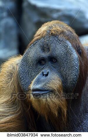 "Sumatran Orangutan (Pongo abelii), old male, portrait, Cologne Zoo, Cologne, North Rhine-Westphalia, Germany, Europe" View Large Photo Image Picture - "Sumatran Orangutan (Pongo abelii), old male, portrait, Cologne Zoo, Cologne, North Rhine-Westphalia, Germany, Europe". Fotosearch