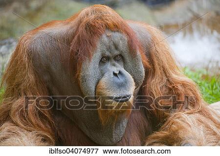 "Sumatran Orangutan (Pongo abelii), male, captive, Saxony, Germany, Europe" View Large Photo Image Stock Photo - "Sumatran Orangutan (Pongo abelii), male, captive, Saxony, Germany, Europe". Fotosearch
