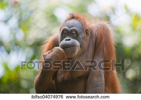 Stock Photograph - "Sumatran Orangutan (Pongo abelii), captive, Saxony, Germany, Europe". Fotosearch