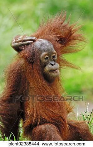 Picture - "Sumatran Orangutan (Pongo pygmaeus abelii, Pongo abelii), juvenile, native to Sumatra, Asia, in captivity, Germany, Europe". Fotosearch