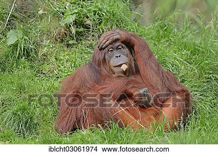 "Sumatran Orangutan (Pongo pygmaeus abelii, Pongo abelii) lying on a meadow, occurrence on Sumatra in Indonesia, captive, Germany, Europe" View Large Photo Image Picture - "Sumatran Orangutan (Pongo pygmaeus abelii, Pongo abelii) lying on a meadow, occurrence on Sumatra in Indonesia, captive, Germany, Europe". Fotosearch