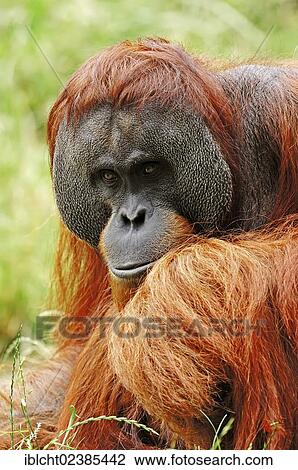 "Sumatran Orangutan (Pongo pygmaeus abelii, Pongo abelii), male, native to Sumatra, Asia, in captivity, Germany, Europe" View Large Photo Image Stock Image - "Sumatran Orangutan (Pongo pygmaeus abelii, Pongo abelii), male, native to Sumatra, Asia, in captivity, Germany, Europe". Fotosearch
