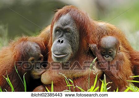 "Sumatran Orangutan (Pongo pygmaeus abelii, Pongo abelii), female with youngs, native to Sumatra, Asia, in captivity, Germany, Europe" View Large Photo Image Stock Image - "Sumatran Orangutan (Pongo pygmaeus abelii, Pongo abelii), female with youngs, native to Sumatra, Asia, in captivity, Germany, Europe". Fotosearch