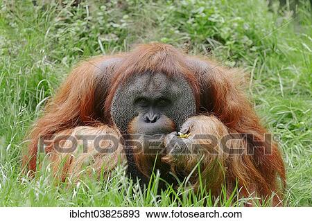 "Sumatran Orangutan (Pongo pygmaeus abelii, Pongo abelii), male, native to Sumatra, captive, Germany, Europe" View Large Photo Image Stock Image - "Sumatran Orangutan (Pongo pygmaeus abelii, Pongo abelii), male, native to Sumatra, captive, Germany, Europe". Fotosearch