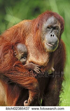 "Sumatran Orangutan (Pongo pygmaeus abelii, Pongo abelii), female with young, native to Sumatra, Asia, in captivity, Germany, Europe" View Large Photo Image Stock Photo - "Sumatran Orangutan (Pongo pygmaeus abelii, Pongo abelii), female with young, native to Sumatra, Asia, in captivity, Germany, Europe". Fotosearch