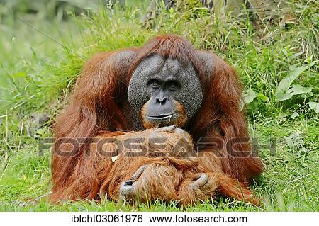 "Sumatran Orangutan (Pongo pygmaeus abelii, Pongo abelii), male, occurrence on Sumatra in Indonesia, captive, Germany, Europe" View Large Photo Image Stock Photograph - "Sumatran Orangutan (Pongo pygmaeus abelii, Pongo abelii), male, occurrence on Sumatra in Indonesia, captive, Germany, Europe". Fotosearch
