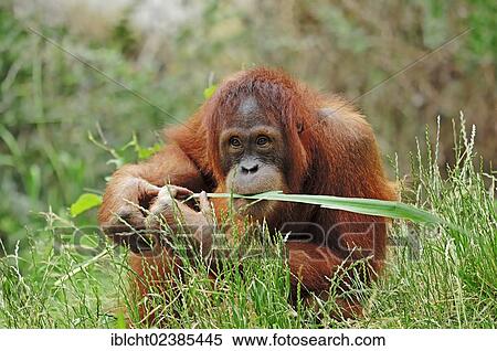 "Sumatran Orangutan (Pongo pygmaeus abelii, Pongo abelii), juvenile, native to Sumatra, Asia, in captivity, Germany, Europe" View Large Photo Image Stock Photography - "Sumatran Orangutan (Pongo pygmaeus abelii, Pongo abelii), juvenile, native to Sumatra, Asia, in captivity, Germany, Europe". Fotosearch