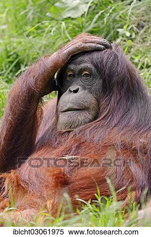 Stock Photography - "Sumatran Orangutan (Pongo pygmaeus abelii, Pongo abelii), occurrence on Sumatra in Indonesia, captive, Germany, Europe". Fotosearch