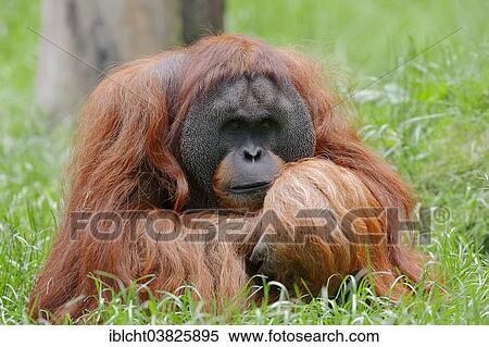 "Sumatran Orangutan (Pongo pygmaeus abelii, Pongo abelii), male, native to Sumatra, captive, Germany, Europe" View Large Photo Image Stock Photography - "Sumatran Orangutan (Pongo pygmaeus abelii, Pongo abelii), male, native to Sumatra, captive, Germany, Europe". Fotosearch