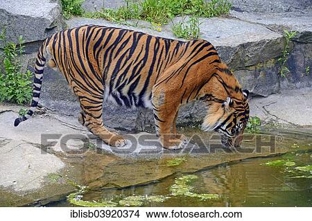 "Sumatran Tiger (Panthera tigris sumatrae), male drinking water, captive, native to Asia, Berlin, Germany, Europe" View Large Photo Image Picture - "Sumatran Tiger (Panthera tigris sumatrae), male drinking water, captive, native to Asia, Berlin, Germany, Europe". Fotosearch
