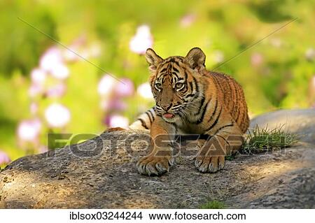 "Sumatran Tiger (Panthera tigris sumatrae), cub, native to Asia, captive, Krefeld, North Rhine-Westphalia, Germany, Europe" View Large Photo Image Picture - "Sumatran Tiger (Panthera tigris sumatrae), cub, native to Asia, captive, Krefeld, North Rhine-Westphalia, Germany, Europe". Fotosearch