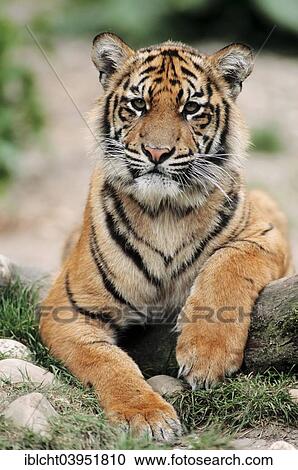 "Sumatran Tiger (Panthera tigris sumatrae), young animal, native to Sumatra, captive, Germany, Europe" View Large Photo Image Stock Image - "Sumatran Tiger (Panthera tigris sumatrae), young animal, native to Sumatra, captive, Germany, Europe". Fotosearch