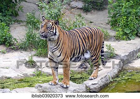 Stock Image - "Sumatran Tiger (Panthera tigris sumatrae), female, captive, native to Asia, Berlin, Germany, Europe". Fotosearch