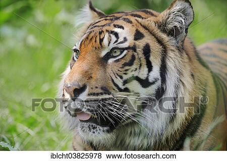 "Sumatran Tiger (Panthera tigris sumatrae, Panthera sumatrae), portrait, native to Sumatra, captive, Germany, Europe" View Large Photo Image Stock Photo - "Sumatran Tiger (Panthera tigris sumatrae, Panthera sumatrae), portrait, native to Sumatra, captive, Germany, Europe". Fotosearch