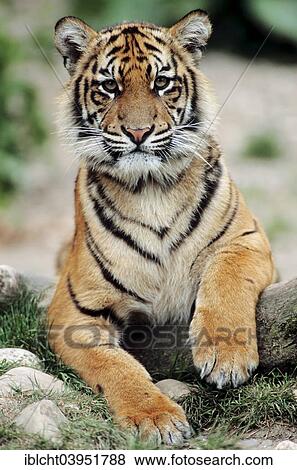 Stock Photo - "Sumatran Tiger (Panthera tigris sumatrae), young animal, native to Sumatra, captive, Germany, Europe". Fotosearch