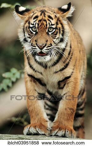 "Sumatran Tiger (Panthera tigris sumatrae), young animal, native to Sumatra, captive, Germany, Europe" View Large Photo Image Stock Photo - "Sumatran Tiger (Panthera tigris sumatrae), young animal, native to Sumatra, captive, Germany, Europe". Fotosearch