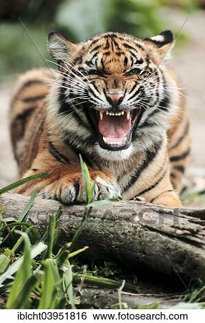"Sumatran Tiger (Panthera tigris sumatrae), young animal, snarling, native to Sumatra, captive, Germany, Europe" View Large Photo Image Stock Photograph - "Sumatran Tiger (Panthera tigris sumatrae), young animal, snarling, native to Sumatra, captive, Germany, Europe". Fotosearch