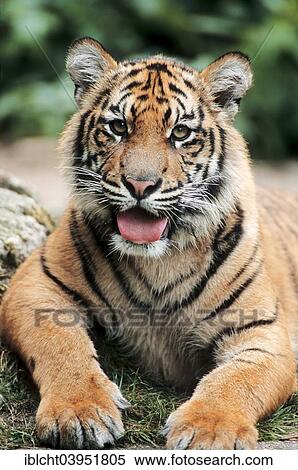 "Sumatran Tiger (Panthera tigris sumatrae), young animal, native to Sumatra, captive, Germany, Europe" View Large Photo Image Stock Photography - "Sumatran Tiger (Panthera tigris sumatrae), young animal, native to Sumatra, captive, Germany, Europe". Fotosearch