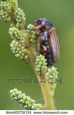 Picture - "Summer Chafer or European June Beetle (Amphimallon solstitiale), Tyrol, Austria, Europe". Fotosearch