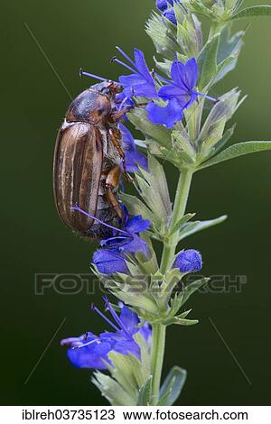 Stock Image - "Summer Chafer or European June Beetle (Amphimallon solstitiale), Tyrol, Austria, Europe". Fotosearch