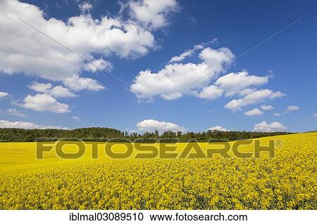 "Summer clouds over a field of rape, Schwabische Alb, Baden-Wurttemberg, Germany, Europe" View Large Photo Image Stock Image - "Summer clouds over a field of rape, Schwabische Alb, Baden-Wurttemberg, Germany, Europe". Fotosearch