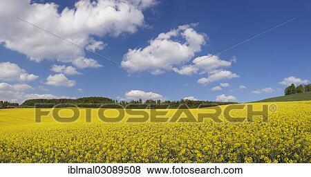 Stock Photo - "Summer clouds over a field of rape, Schwabische Alb, Baden-Wurttemberg, Germany, Europe". Fotosearch