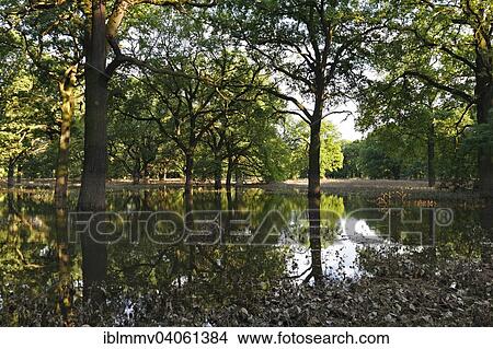 Picture - "Summer floods in a hardwood floodplain forest, Middle Elbe Biosphere Reserve, Dessau-Rosslau, Saxony-Anhalt, Germany, Europe". Fotosearch