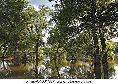 "Summer floods in a hardwood floodplain forest, Middle Elbe Biosphere Reserve, Dessau-Rosslau, Saxony-Anhalt, Germany, Europe" View Large Photo Image Stock Photo - "Summer floods in a hardwood floodplain forest, Middle Elbe Biosphere Reserve, Dessau-Rosslau, Saxony-Anhalt, Germany, Europe". Fotosearch