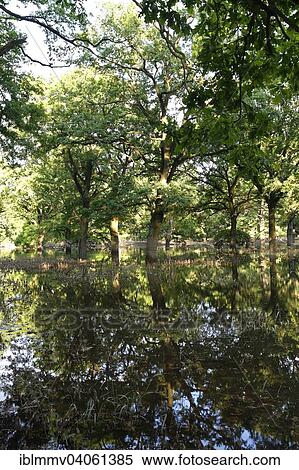 Stock Photography - "Summer floods in a hardwood floodplain forest, Middle Elbe Biosphere Reserve, Dessau-Rosslau, Saxony-Anhalt, Germany, Europe". Fotosearch