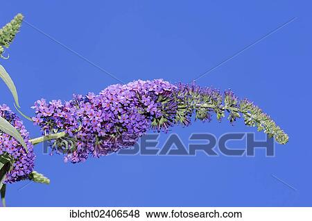 "Summer Lilac or Butterfly-bush (Buddleja davidii), North Rhine-Westphalia, Germany, Europe" View Large Photo Image Stock Photo - "Summer Lilac or Butterfly-bush (Buddleja davidii), North Rhine-Westphalia, Germany, Europe". Fotosearch