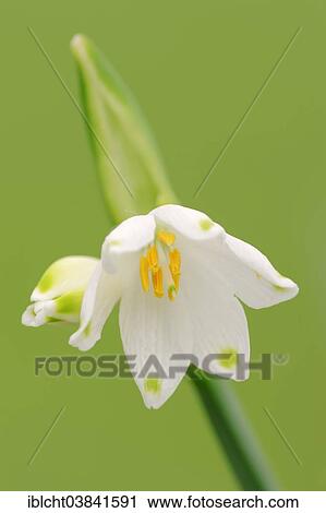 Stock Image - "Summer Snowflake (Leucojum aestivum), blossom, North Rhine-Westphalia, Germany, Europe". Fotosearch