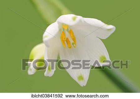 Stock Image - "Summer Snowflake (Leucojum aestivum), blossom, North Rhine-Westphalia, Germany, Europe". Fotosearch