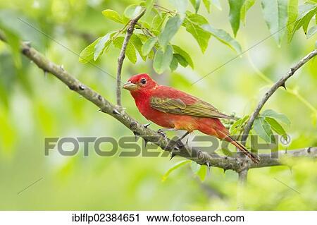 "Summer Tanager (Piranga rubra), adult male, perched on branch, Quintana, Brazoria County, Texas, United States, North America" View Large Photo Image Stock Image - "Summer Tanager (Piranga rubra), adult male, perched on branch, Quintana, Brazoria County, Texas, United States, North America". Fotosearch