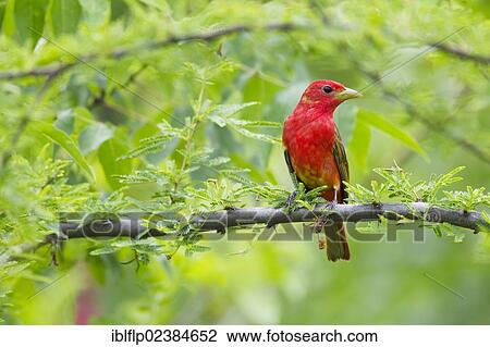 "Summer Tanager (Piranga rubra), adult male, perched on branch, Quintana, Brazoria County, Texas, United States, North America" View Large Photo Image Stock Image - "Summer Tanager (Piranga rubra), adult male, perched on branch, Quintana, Brazoria County, Texas, United States, North America". Fotosearch