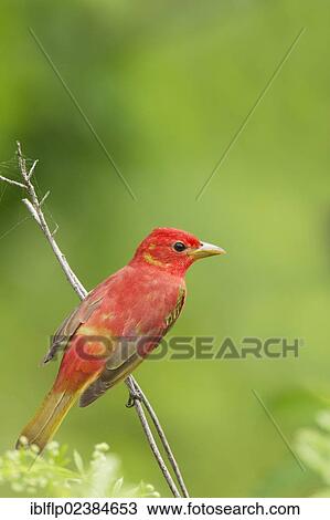 "Summer Tanager (Piranga rubra), adult male, perched on stem, Quintana, Brazoria County, Texas, United States, North America" View Large Photo Image Stock Image - "Summer Tanager (Piranga rubra), adult male, perched on stem, Quintana, Brazoria County, Texas, United States, North America". Fotosearch