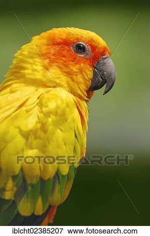 "Sun Parakeet or Sun Conure (Aratinga solstitialis), portrait, native to South America, in captivity, Germany, Europe" View Large Photo Image Stock Photo - "Sun Parakeet or Sun Conure (Aratinga solstitialis), portrait, native to South America, in captivity, Germany, Europe". Fotosearch