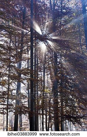 Stock Photo - "Sun rays, forest, autumn, Austria, Europe". Fotosearch