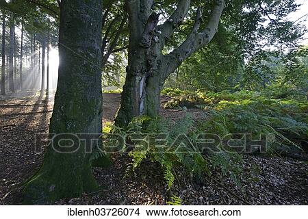 "Sun rays in a forest, Beech (Fagus sylvatica), Tinner Loh nature reserve, near Haren, Emsland, Lower Saxony, Germany, Europe" View Large Photo Image Picture - "Sun rays in a forest, Beech (Fagus sylvatica), Tinner Loh nature reserve, near Haren, Emsland, Lower Saxony, Germany, Europe". Fotosearch