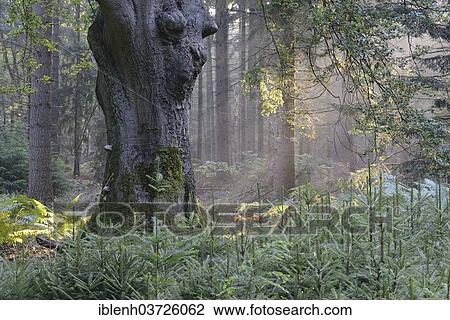 "Sun rays in a forest, Beech (Fagus sylvatica), Tinner Loh nature reserve, near Haren, Emsland, Lower Saxony, Germany, Europe" View Large Photo Image Stock Image - "Sun rays in a forest, Beech (Fagus sylvatica), Tinner Loh nature reserve, near Haren, Emsland, Lower Saxony, Germany, Europe". Fotosearch