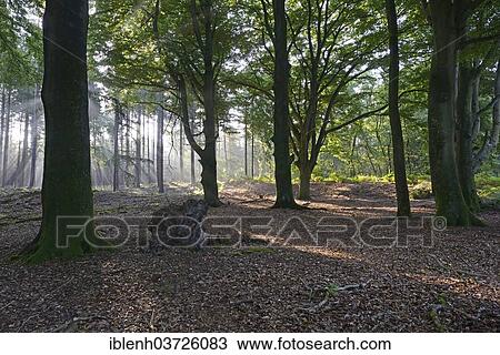 "Sun rays in a forest, Beech (Fagus sylvatica), Tinner Loh nature reserve, near Haren, Emsland, Lower Saxony, Germany, Europe" View Large Photo Image Stock Image - "Sun rays in a forest, Beech (Fagus sylvatica), Tinner Loh nature reserve, near Haren, Emsland, Lower Saxony, Germany, Europe". Fotosearch