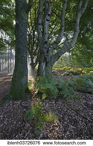 Stock Photograph - "Sun rays in a forest, Beech (Fagus sylvatica), Tinner Loh nature reserve, near Haren, Emsland, Lower Saxony, Germany, Europe". Fotosearch