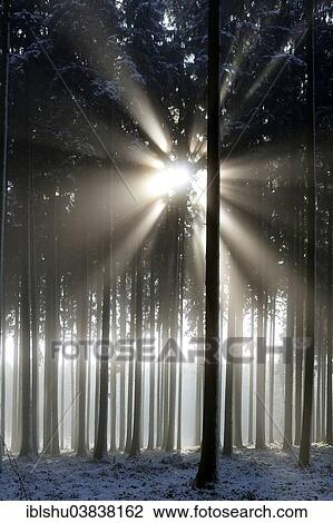 "Sun rays in a snow-covered coniferous forest, Horben, Canton of Aargau, Switzerland, Europe" View Large Photo Image Stock Image - "Sun rays in a snow-covered coniferous forest, Horben, Canton of Aargau, Switzerland, Europe". Fotosearch