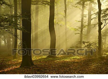 "Sun rays in morning mist in the deciduous forest, near Freyburg Unstrut, Saxony-Anhalt, Germany, Europe" View Large Photo Image Picture - "Sun rays in morning mist in the deciduous forest, near Freyburg Unstrut, Saxony-Anhalt, Germany, Europe". Fotosearch