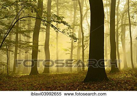 "Sun rays in morning mist in the deciduous forest, near Freyburg Unstrut, Saxony-Anhalt, Germany, Europe" View Large Photo Image Stock Photography - "Sun rays in morning mist in the deciduous forest, near Freyburg Unstrut, Saxony-Anhalt, Germany, Europe". Fotosearch