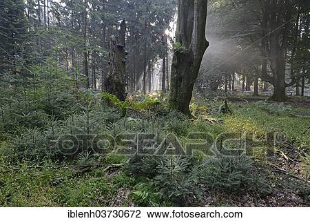 "Sun rays in the forest, Tinner Loh nature reserve, near Haren, Emsland, Lower Saxony, Germany, Europe" View Large Photo Image Stock Image - "Sun rays in the forest, Tinner Loh nature reserve, near Haren, Emsland, Lower Saxony, Germany, Europe". Fotosearch